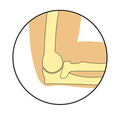 Vector illustration of human cubit skeletal anatomy