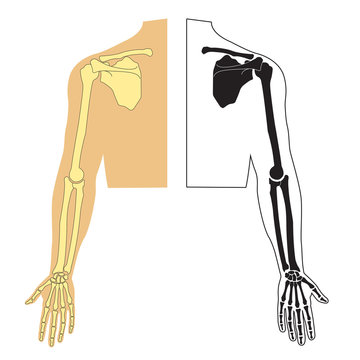 Vector illustration of human hand skeletal anatomy