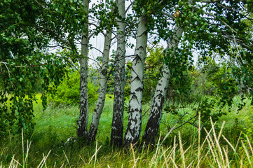 Fototapeta premium Birch standing in the field. Landscape of the Russian countryside.