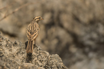 The bird is standing on a rock. House Bunting / Fringillaria sahari