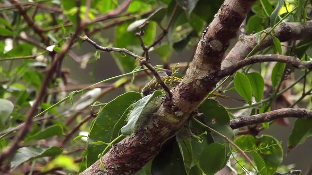 Swallow-tailed Cotinga perched on branch scene. The bird shakes its head and looks around. Video recorded in Vargem Alta, Esp&iacute;rito Santo - Southeast of Brazil. Atlantic Forest Biome.