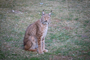 lince © JACOBO LOSADA
