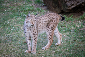 lince