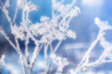 Flower in winter with frozen ice crystals. Beautiful winter seasonal natural background. Winter landscape. Frozen branch. Winter frosts.
