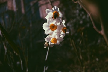 bee on a flower, beautiful flower.