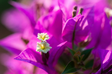 close-up of a small blossom of a Bougainvillae with pink leafes