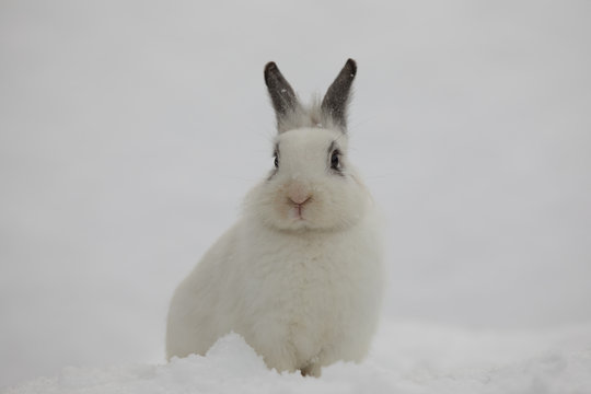 white Easter bunny in the winter in the snow