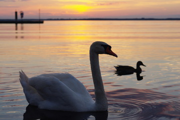 Schwan Hafen Ente Abendrot 