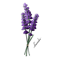 Lavender vector illustration. Flowers and twigs not merged.