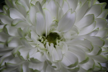 Close up view of an elegant white chrysanthemum flower