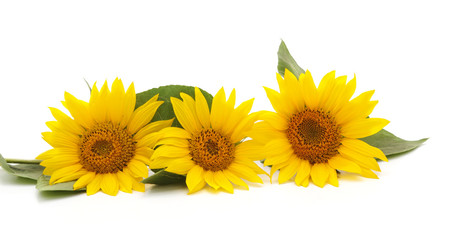 Three yellow sunflowers.