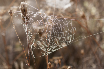 Fragile spider net in early in a foggy wet and cold morning