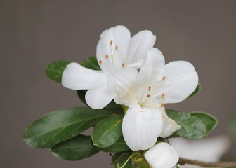 Azalea