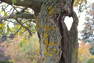 Baum mit Herz
