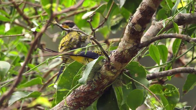 Swallow-tailed Cotinga perched on branch scene. Video recorded in Vargem Alta, Esp&iacute;rito Santo - Southeast of Brazil. Atlantic Forest Biome.