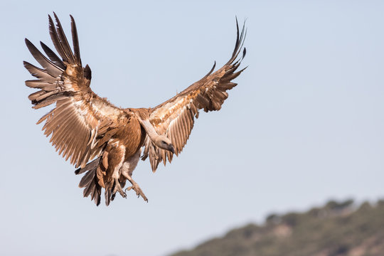 Beautiful vulture flying in sky