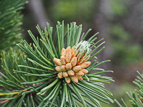 Zirbe in der Blüte - flowering stone pine