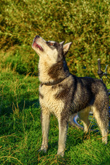 Portrait of a Siberian Husky playing on the grass.