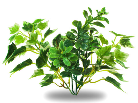 green houseplant, side view