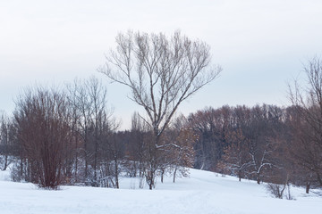 winter landscape with trees and snow