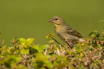 Rueppell's Weaver / Ploceus galbula