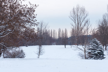 winter landscape with trees and snow