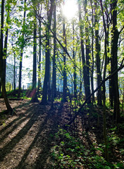 shadows of trees in the forest in spring