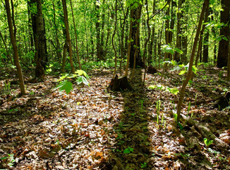 shadows of trees in the forest in spring