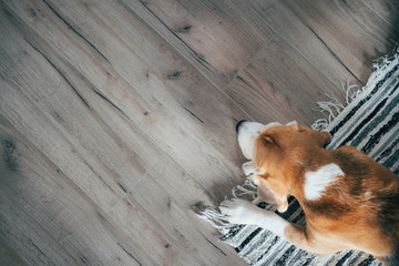 Beagle dog peacefully sleeping on striped mat on laminate floor. Pets in cozy home top view image.