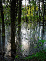 flooded part of the forest in spring