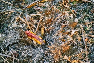 frozen corn cob thrown in the forest