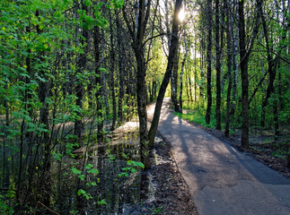 paved path through the Park in the early morning