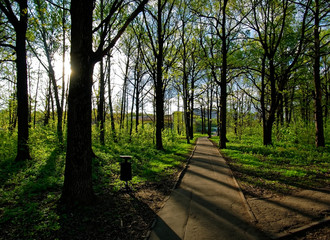 Fototapeta premium paved path through the Park in the early morning