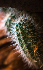 Close-up of small cactus growing beneath sandstone, Southern utah desert