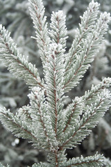 Frost spruce