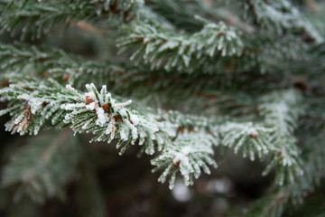 Frost spruce