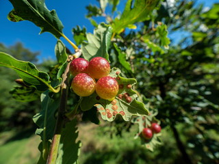 Oak Apples On The Underside Of An Oak Leaf. Formed By Chemicals Secreted By The Larva Of Gall Wasps