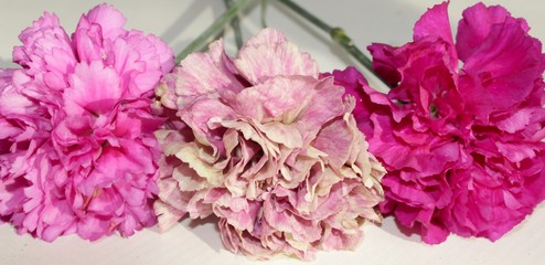 bouquet of pink carnations on white background