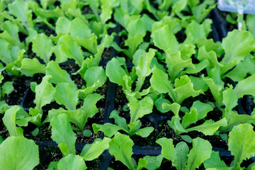 Butterhead Lettuce salad growed for sale at Ljubljana central market. Slovenia