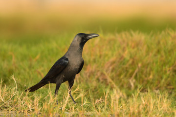Obraz premium The bird is standing in the grass House crow / Corvus splendens
