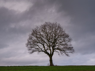 Fototapeta na wymiar Baum