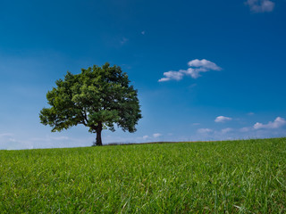 Obraz premium Frühlingsbaum