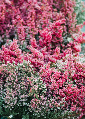 Obraz premium Macro photography of heather in a spring forest. Beautiful vibrant nature background.