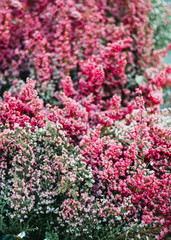 Macro photography of heather in a spring forest. Beautiful vibrant nature background.