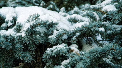 Snow-covered branches of blue spruce in the winter forest
