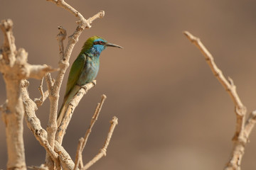 Little Green Bee-eater / Merops orientalis