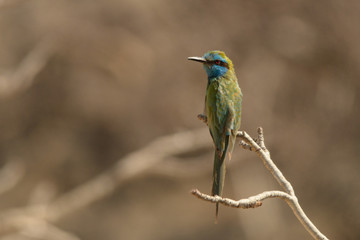 Little Green Bee-eater / Merops orientalis