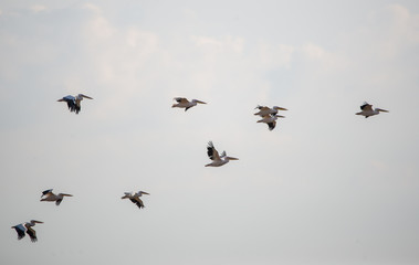 Ak pelikan » Great White Pelican » Pelecanus onocrotalus