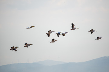 Ak pelikan » Great White Pelican » Pelecanus onocrotalus