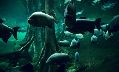 Group of piranhas in water